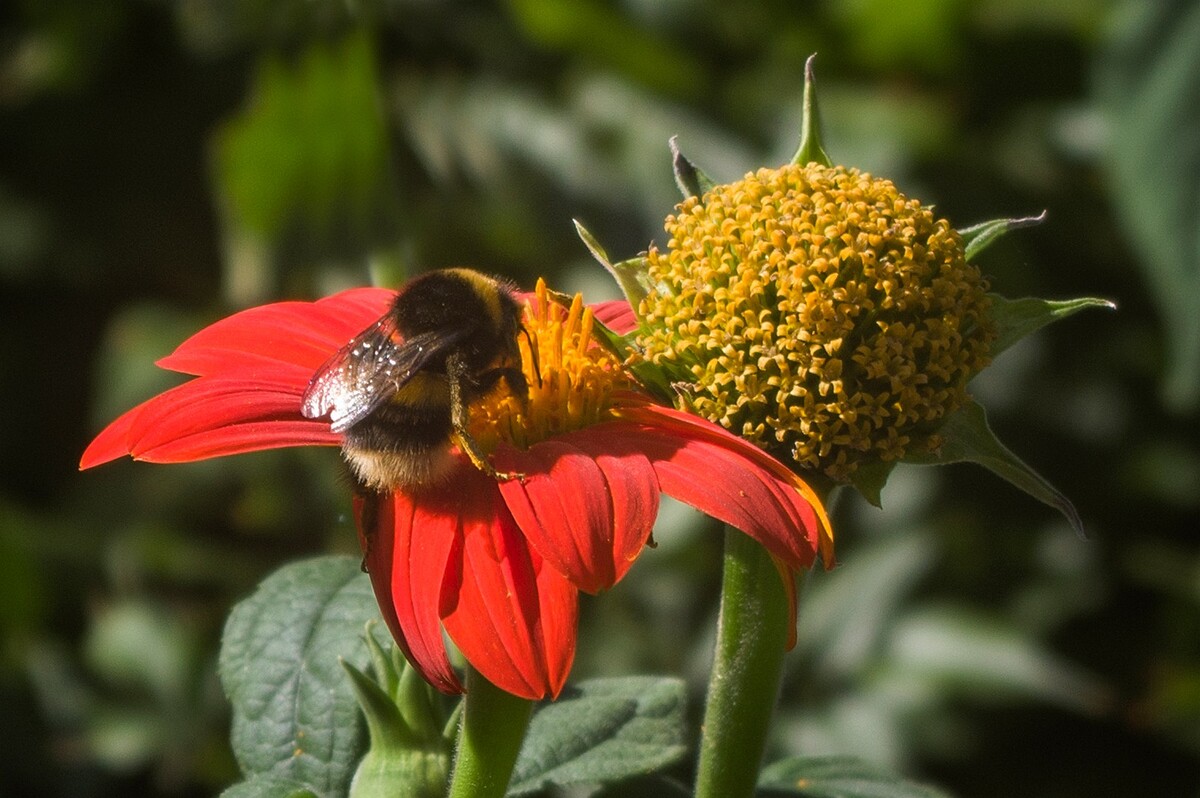 Autumn Pollen